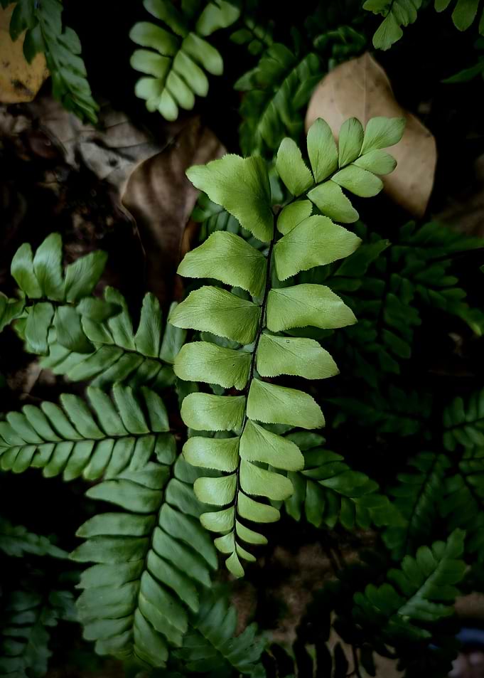 Close-up of a vibrant green fern frond