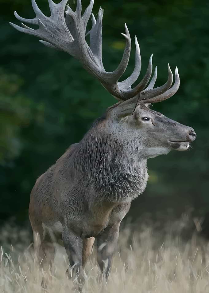 Majestic Stag with Large Antlers