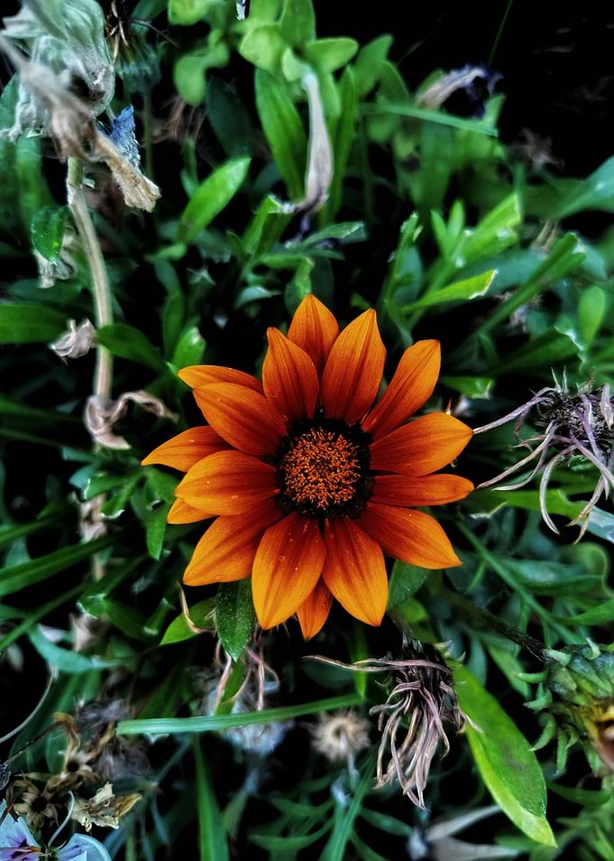 Vibrant Orange Gazania Flower