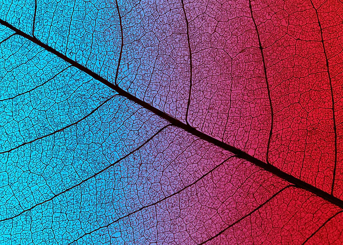 Macro leaf veins with gradient