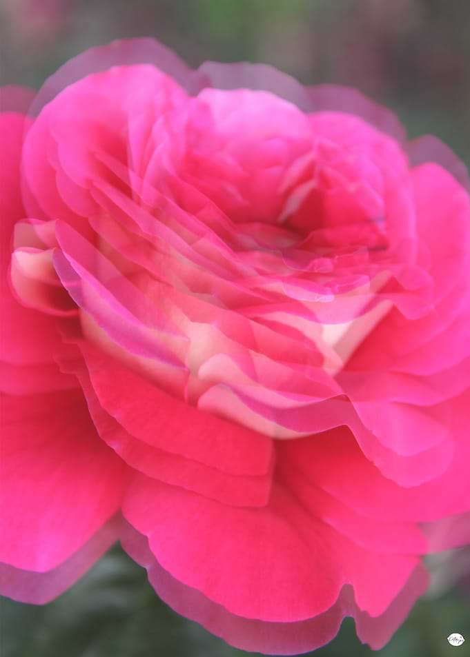 Pink Ethereal Rose Bloom