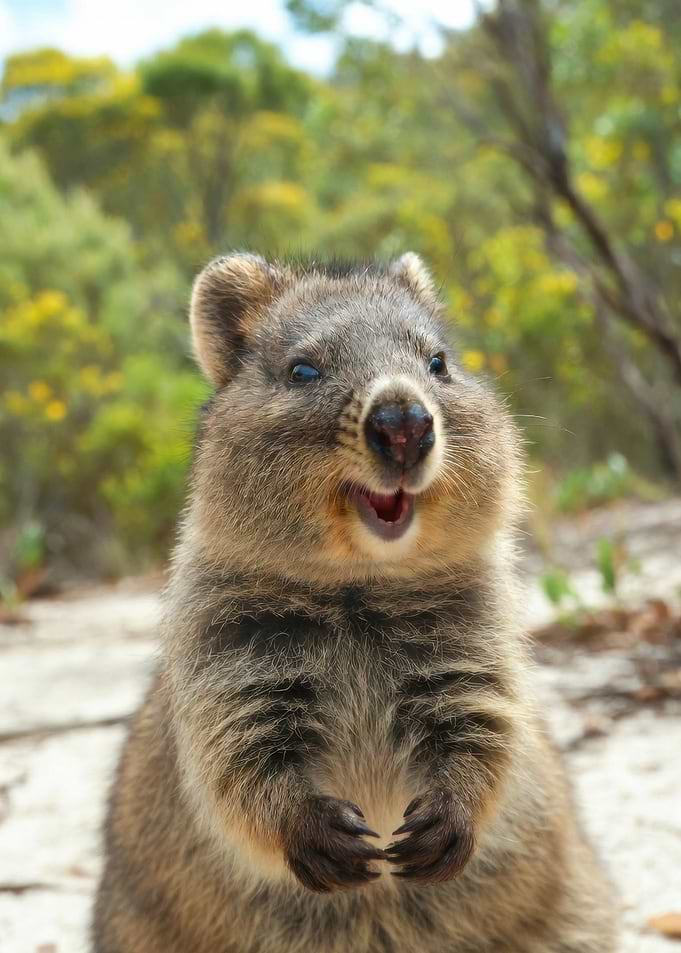 Happy Quokka in Nature