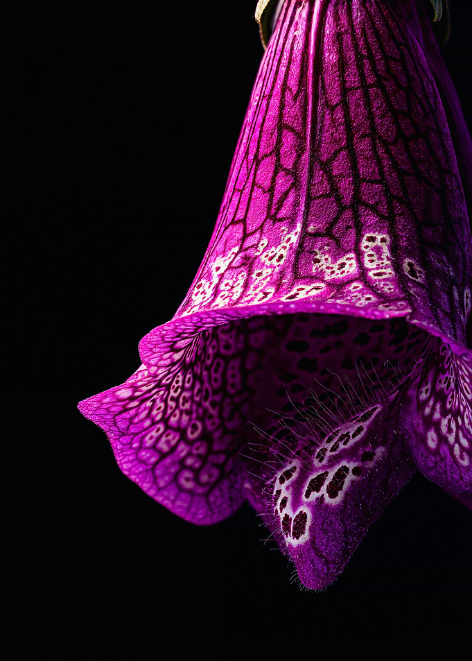 Macro purple foxglove flower photography