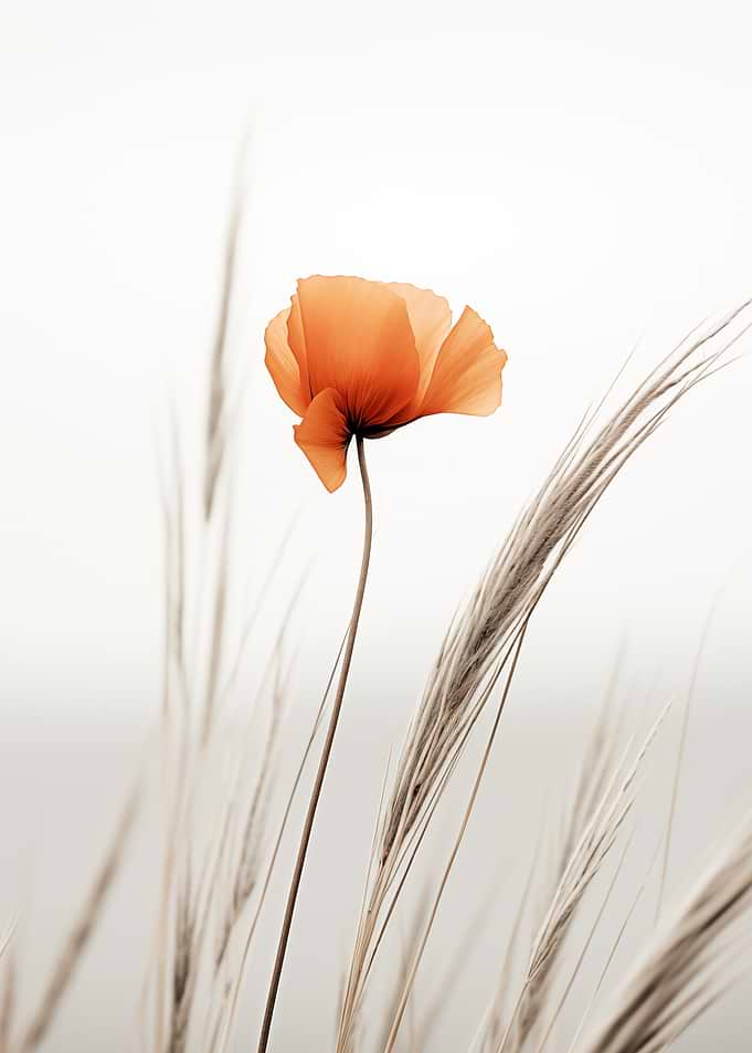 Orange Poppy in Wheat Field