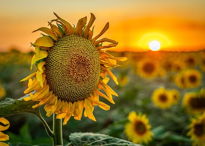 Sunflower Field at Sunset