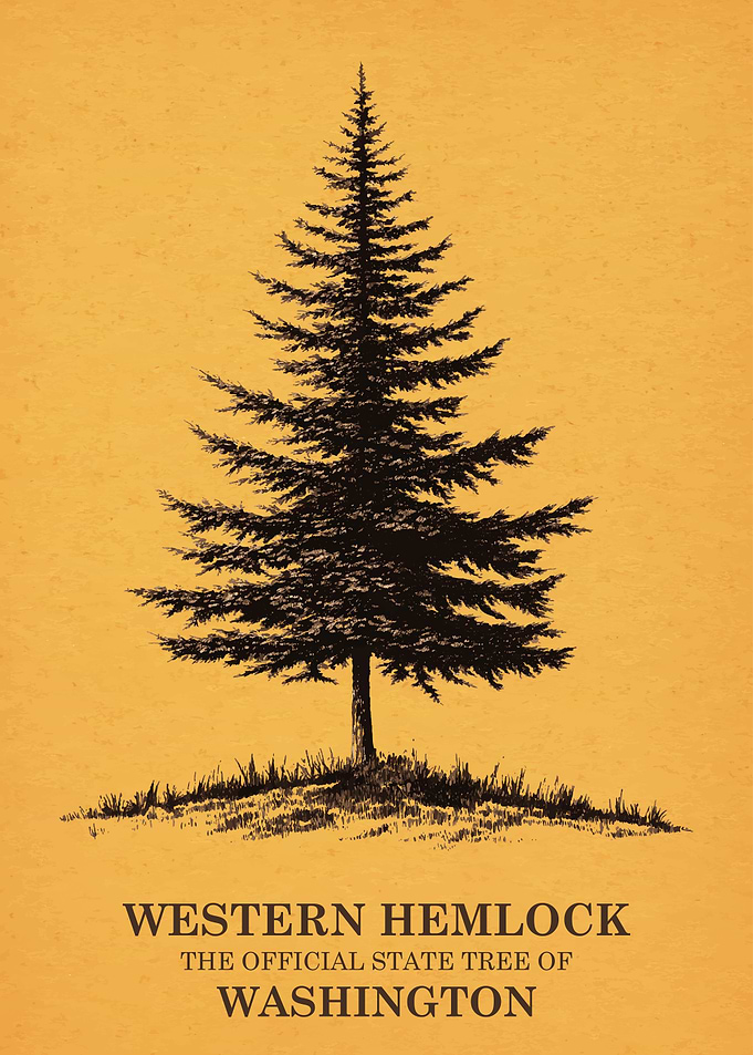 Western Hemlock State Tree of Washington