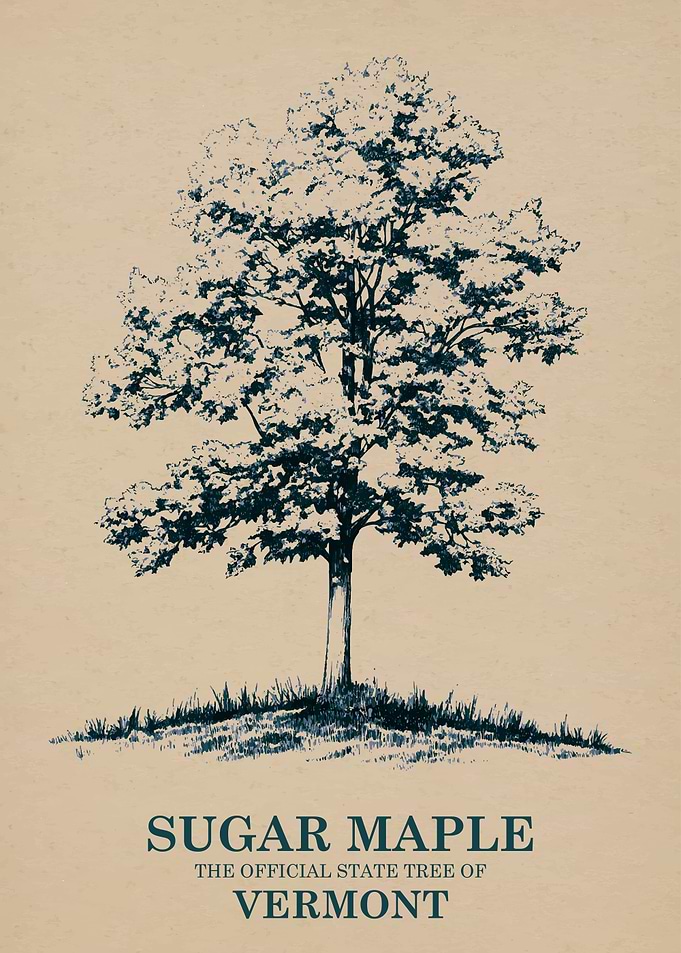 Sugar Maple State Tree of Vermont