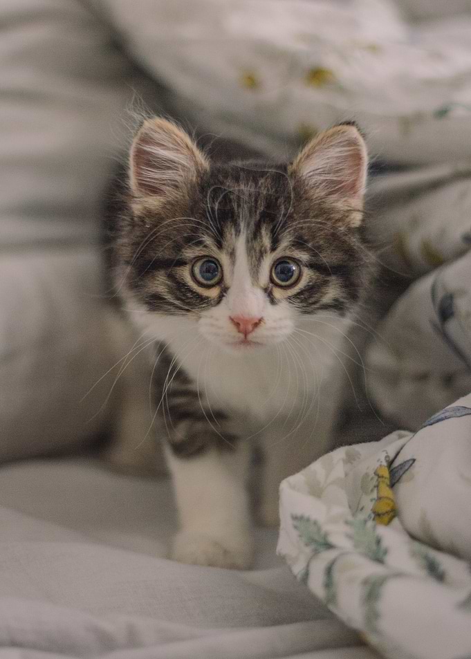 Cute Kitten on Bedding