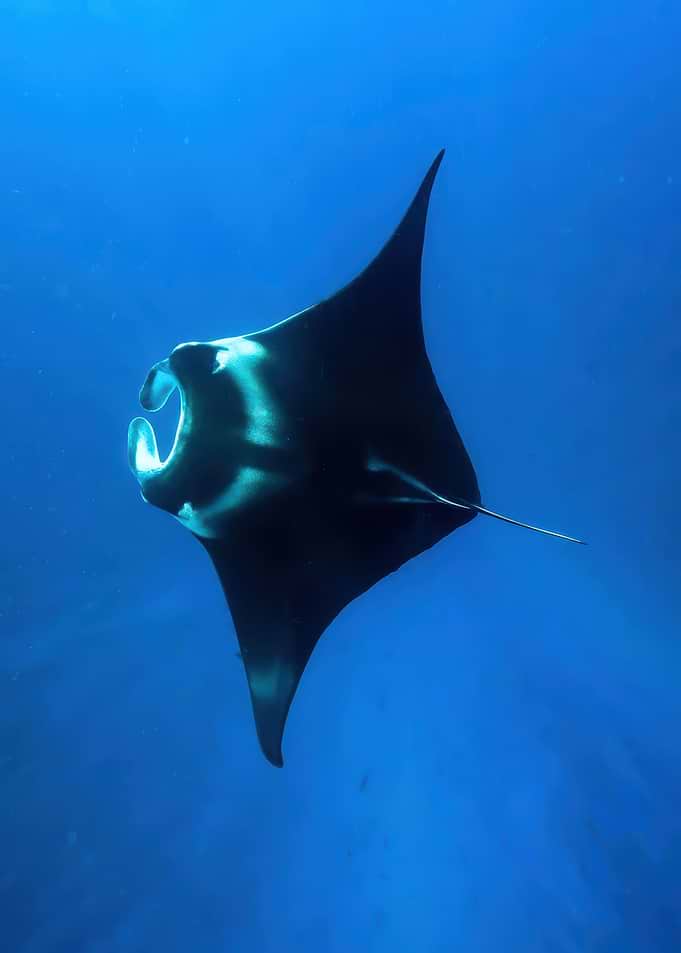 Manta Ray Swimming in Blue Water