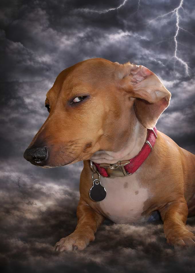 Dachshund Dog meme