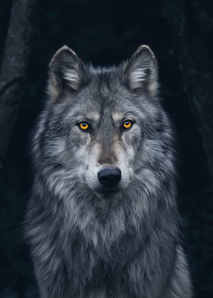 Wolf With Yellow Eyes