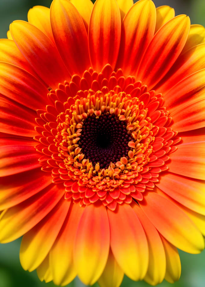 Close-up of a Gerbera Daisy