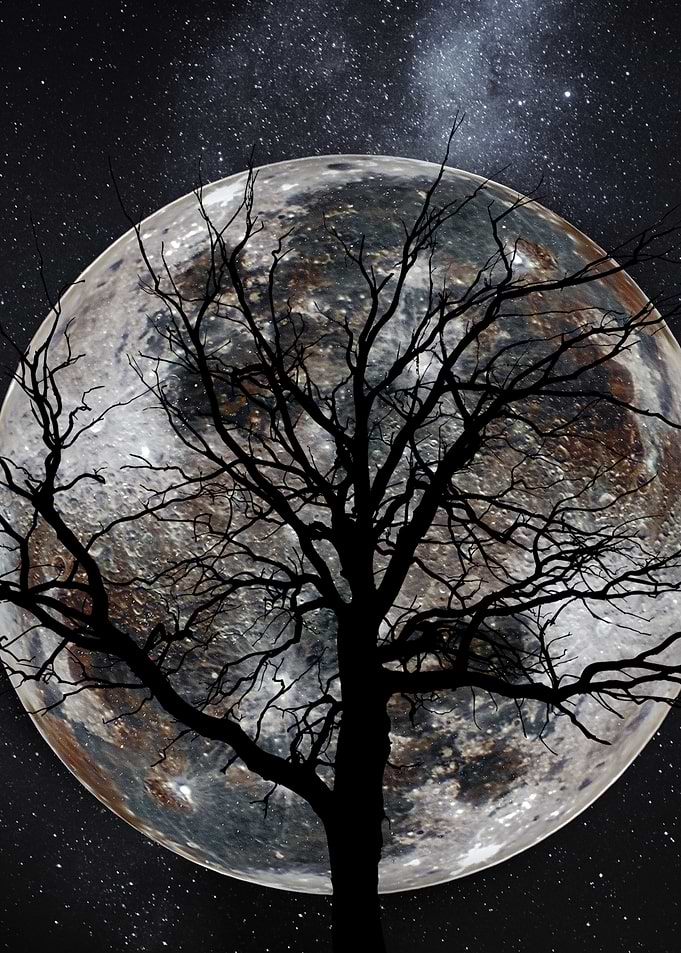 Silhouette Tree Against Moon and Stars