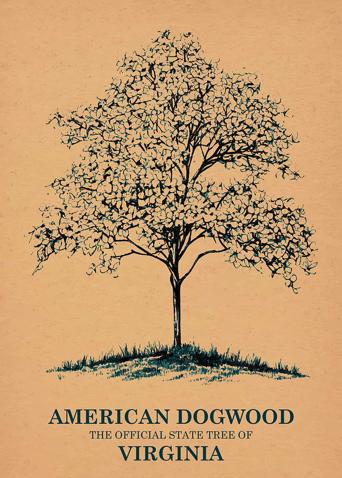 American Dogwood State Tree of Virginia