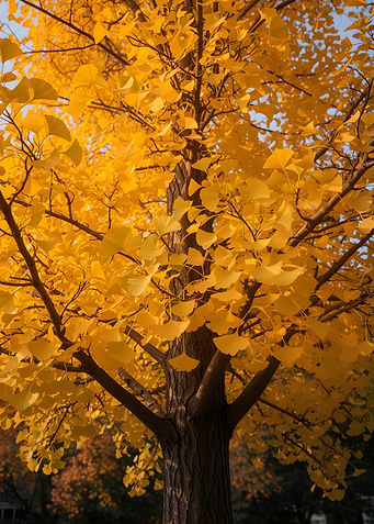 Golden Ginkgo Tree in Autumn