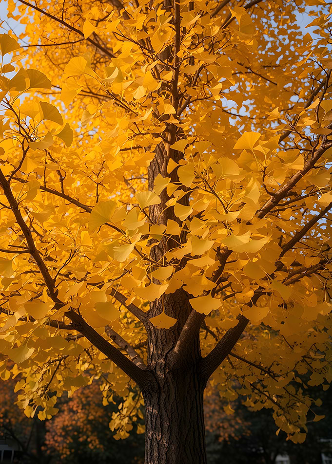 Golden Ginkgo Tree in Autumn