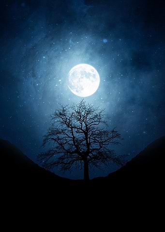 Full Moon Over Barren Tree