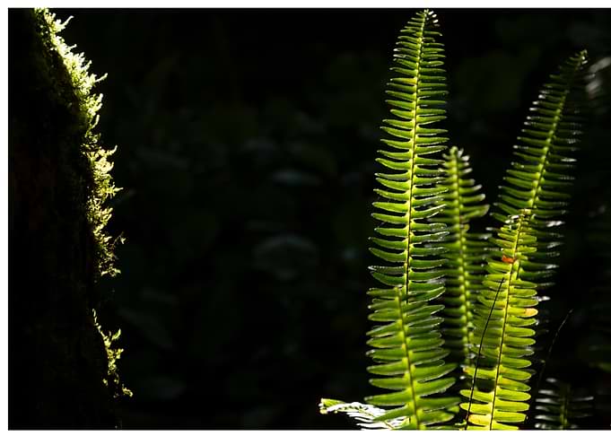 Episode 10 ‘Lime green – sunlight on ferns’ - Experimenting with colours: