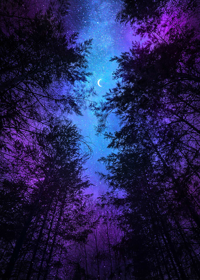 Night Sky Through Trees