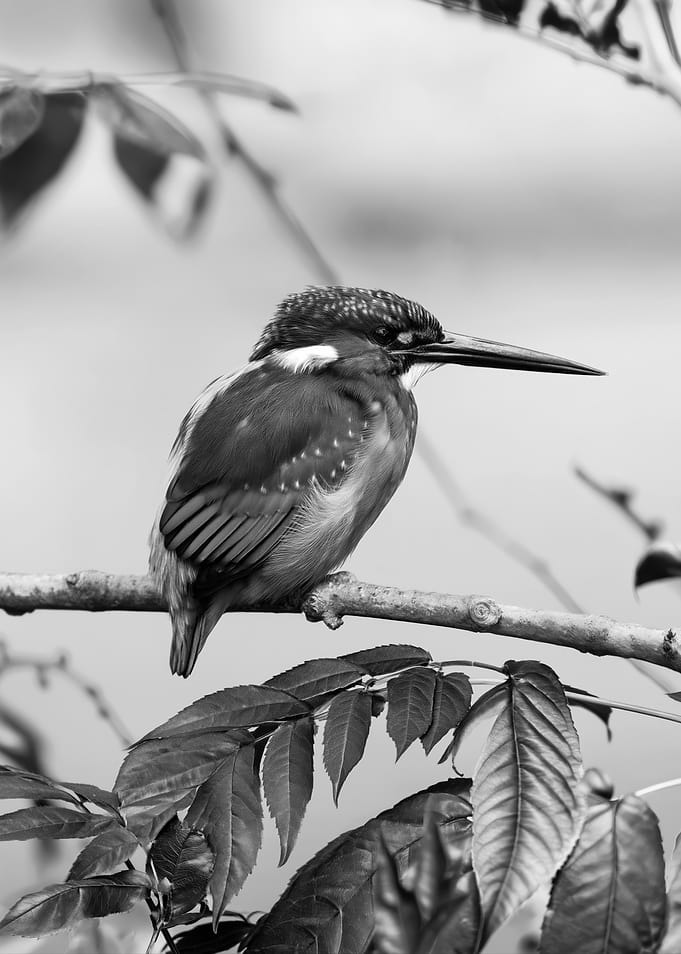 Kingfisher Perched on a Branch