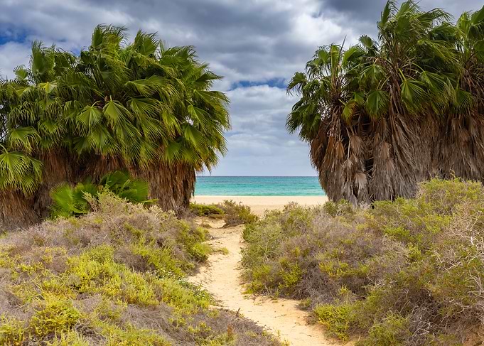 Tropical beach path with palm trees