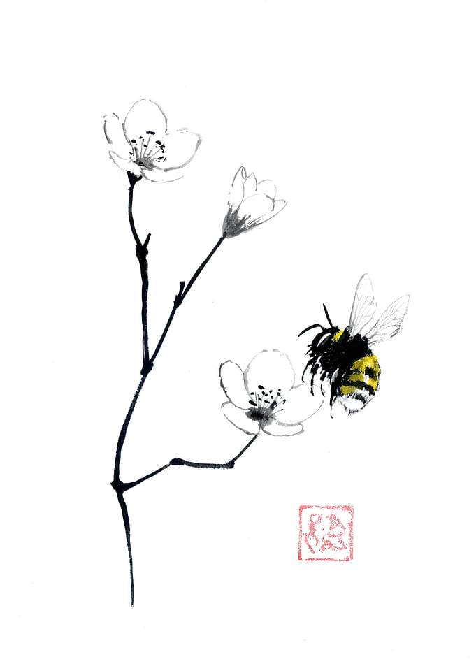 Bumblebee on Cherry Blossoms