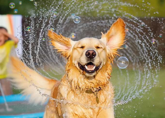 Happy Golden Retriever playing in water