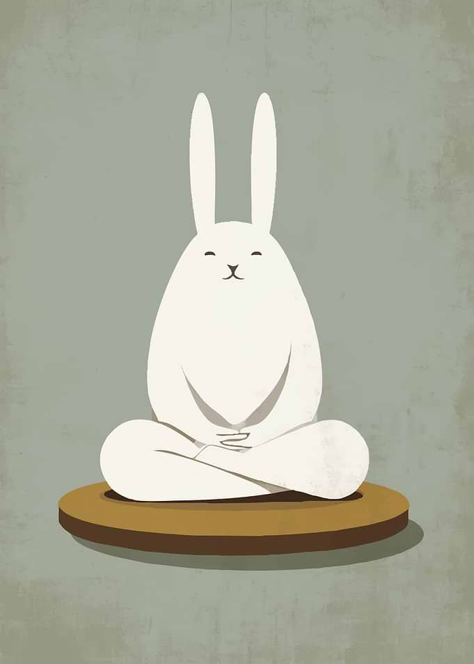 Meditating White Rabbit