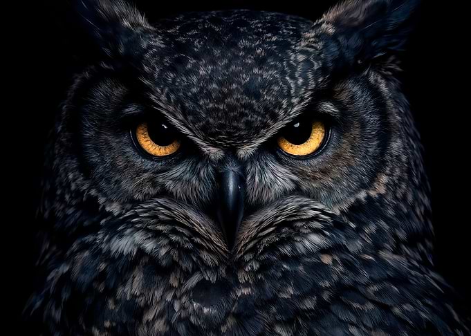 Intense Owl Portrait