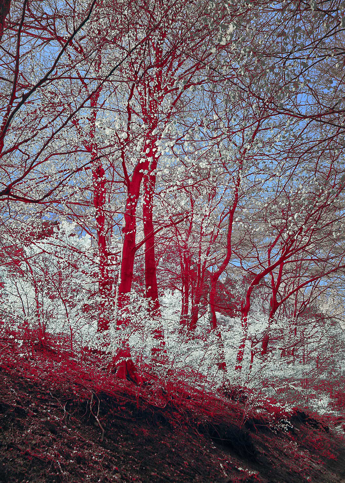 Surreal Forest with Red Trees