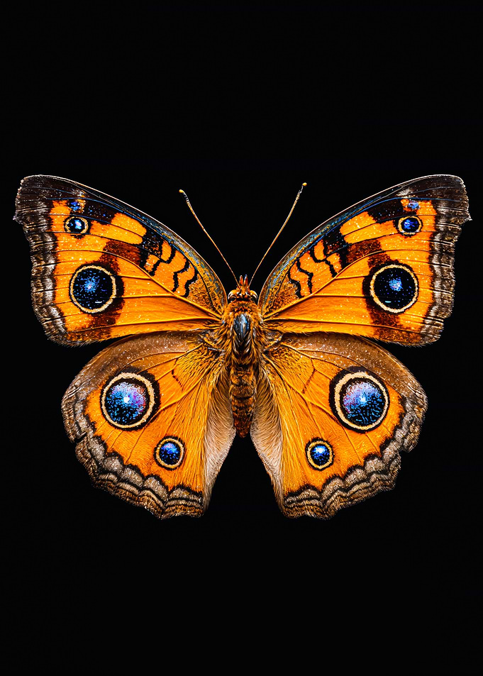Orange Peacock Butterfly Macro Photography