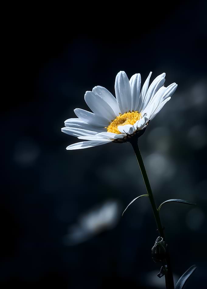 Single Daisy in Dramatic Light