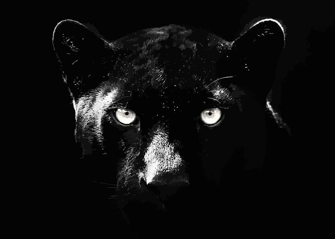 Black Panther with Glowing Eyes