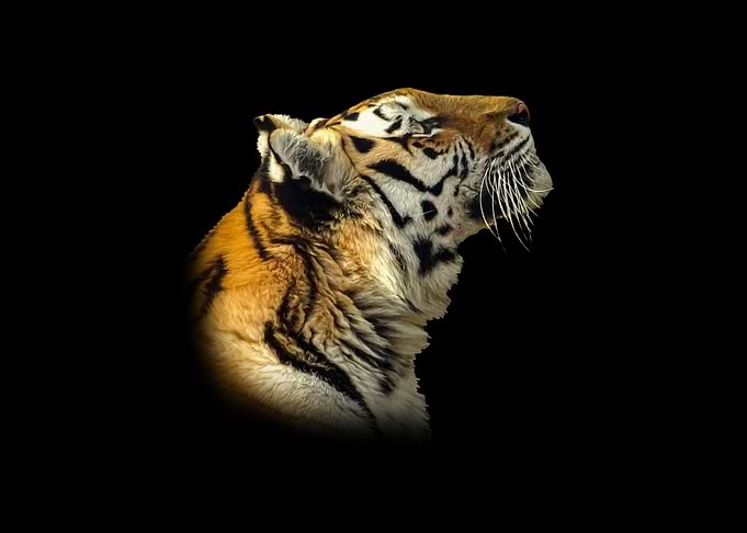 Tiger Head Profile