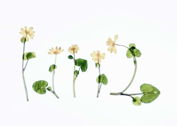 Minimalist Botanical Composition – Pressed Flowers on White Background, Modern Nature Art