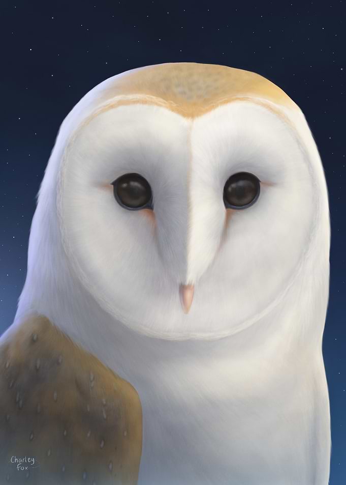 Night Owl