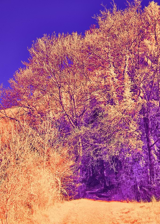 Path through a surreal forest