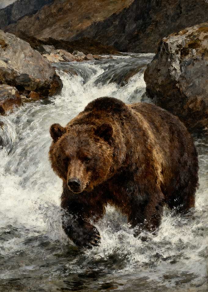Bear Wading Through a River