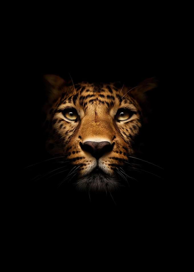 Leopard Face Close-up