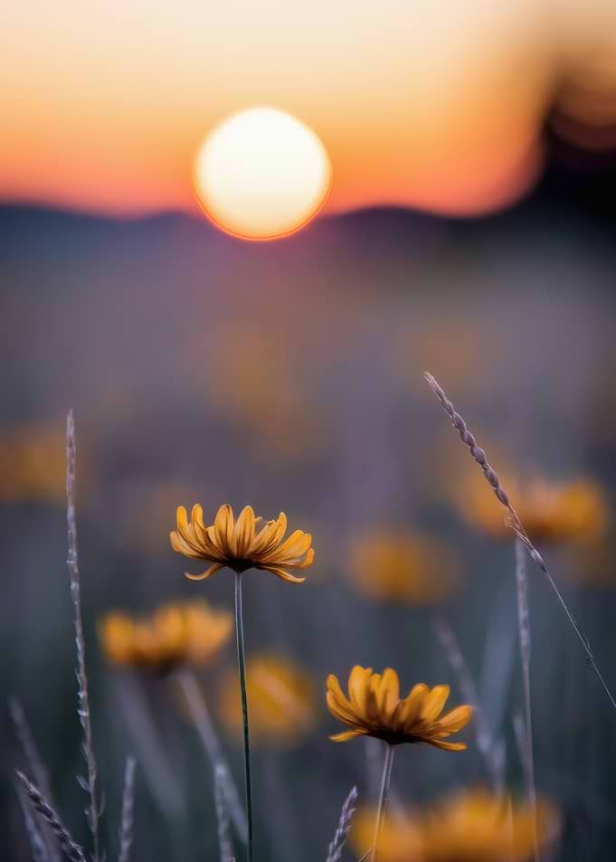 Golden Bloom – Sunset Over Field of Wildflowers