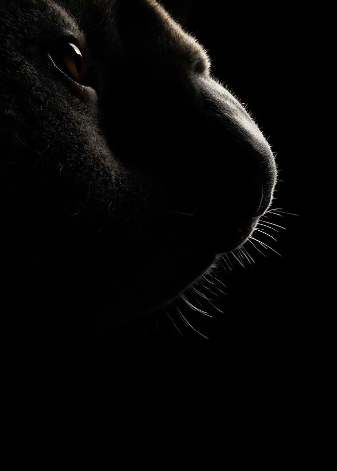 Close-up of a Koala's Face in Shadow