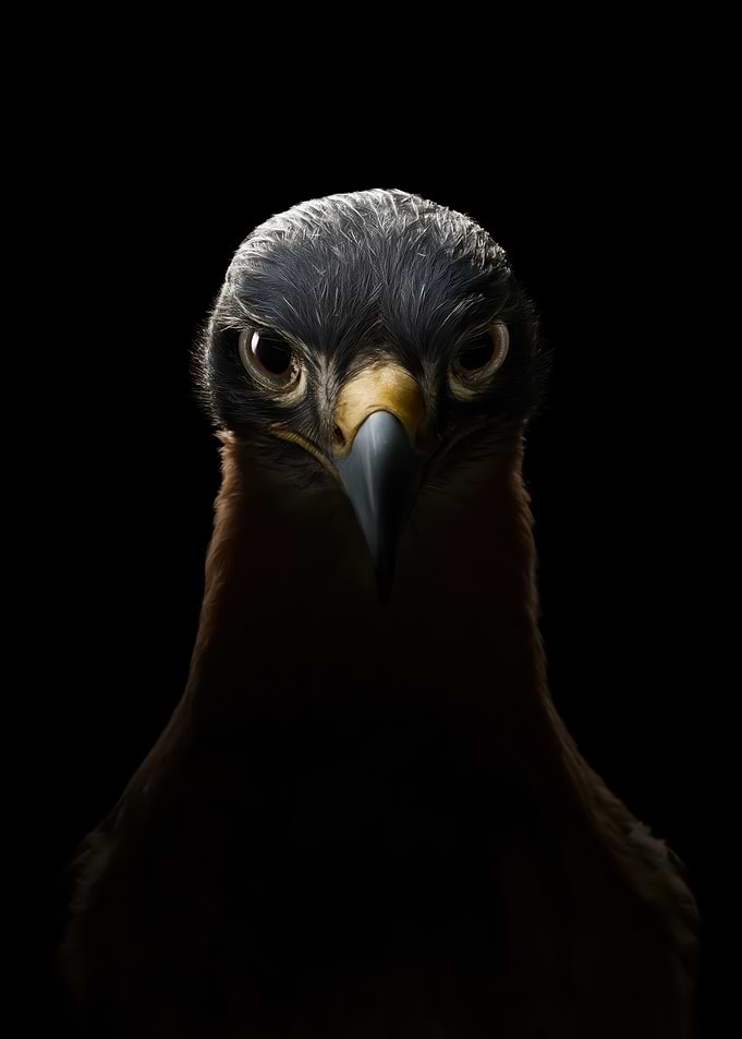 Close-up Portrait of a Hawk