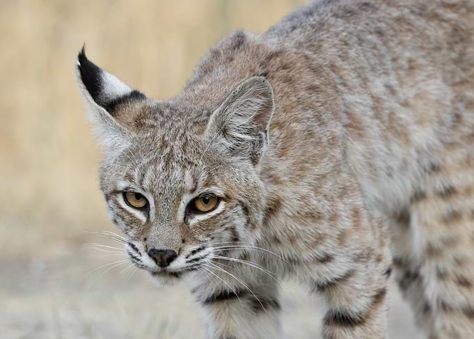 Bobcat Portrait