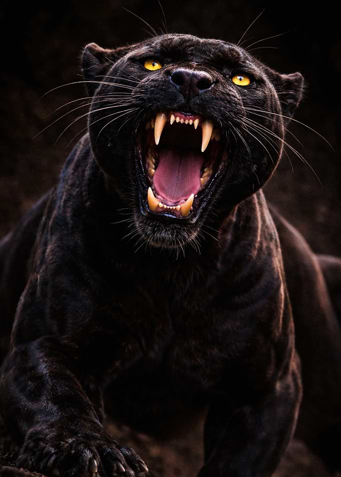 Black Panther Roaring