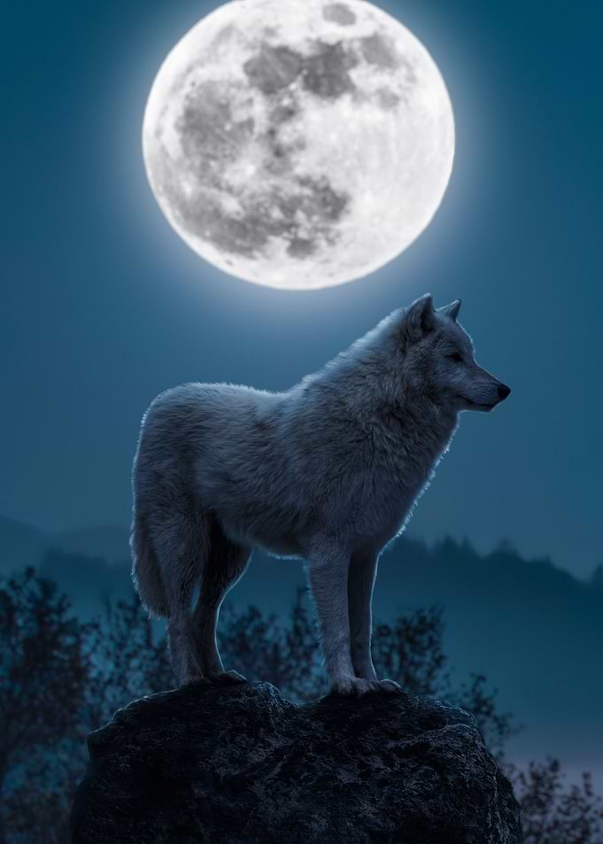 Wolf howling at the moon
