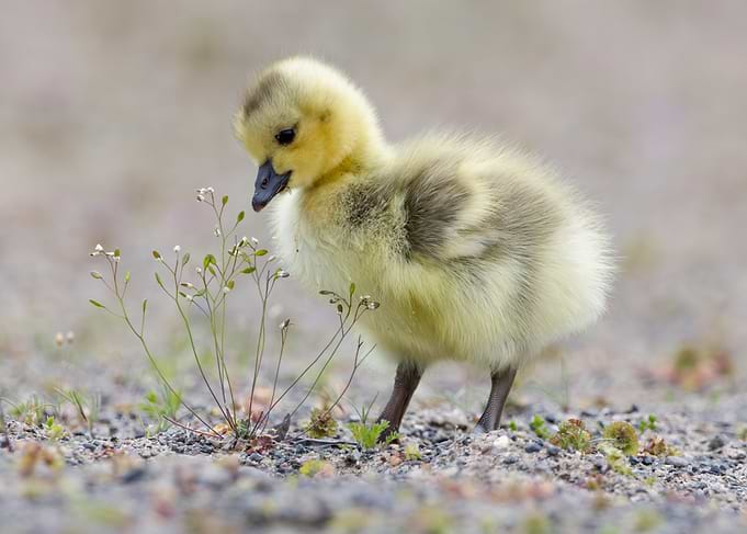 Cute Gosling Inspecting the Flowers