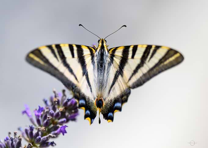 Scarce Swallowtail (Iphiclides podalirius)