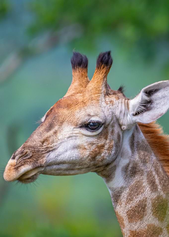 Close-up of a Giraffe's Head
