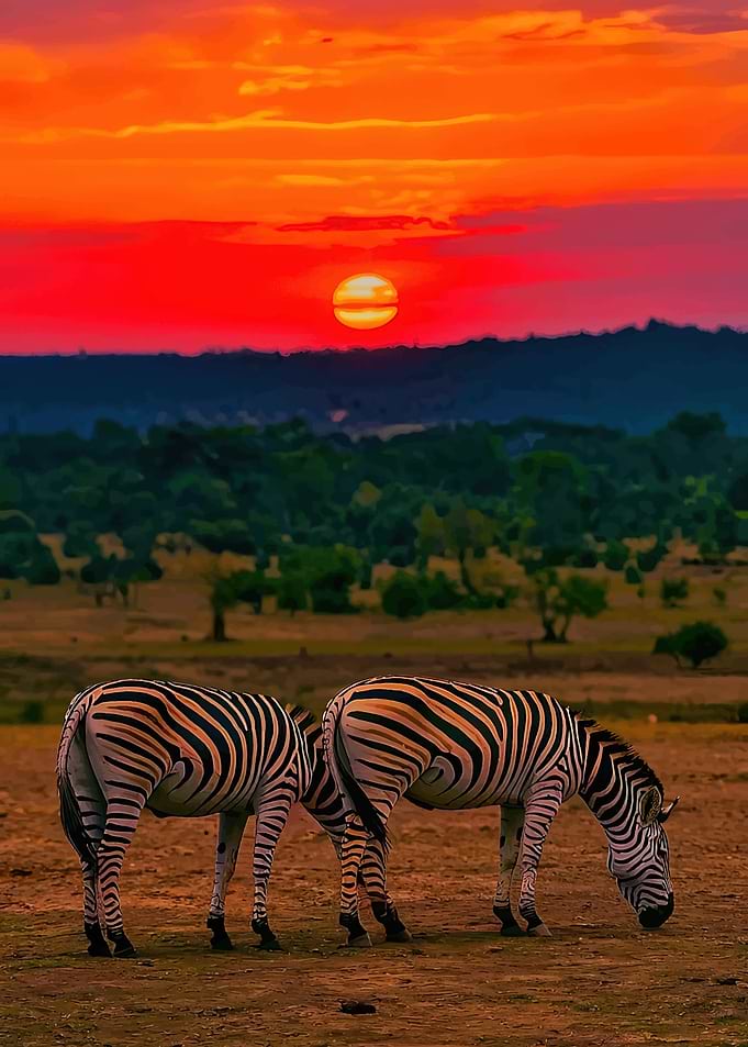 Zebras at Sunset