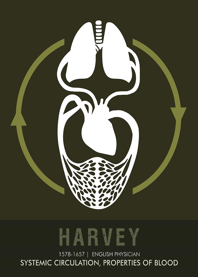William Harvey Circulation Diagram